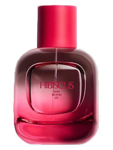 Hibiscus Zara
