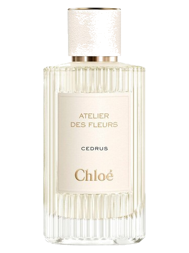 Cedrus Chloé